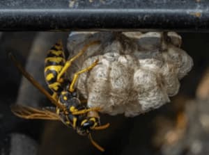Disinfestazione vespe Viggiano