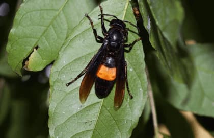 vespa affinis