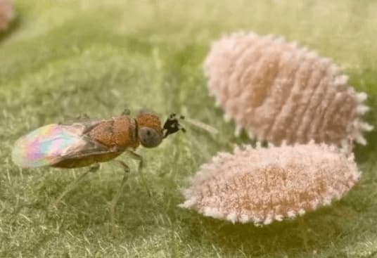 Scatto ravvicinato di un esemplare adulto di vespa anagyrus vladimiri
