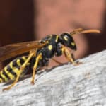 vespa cartonaia