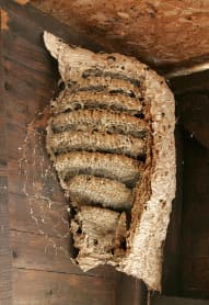 vespa crabro nido