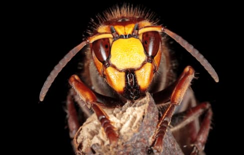 vespa crabro