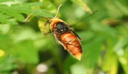 vespa fumida