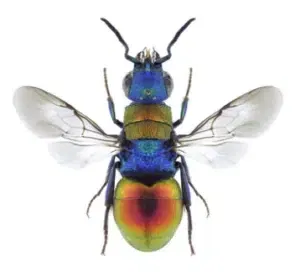 vespa hedychrum nobile