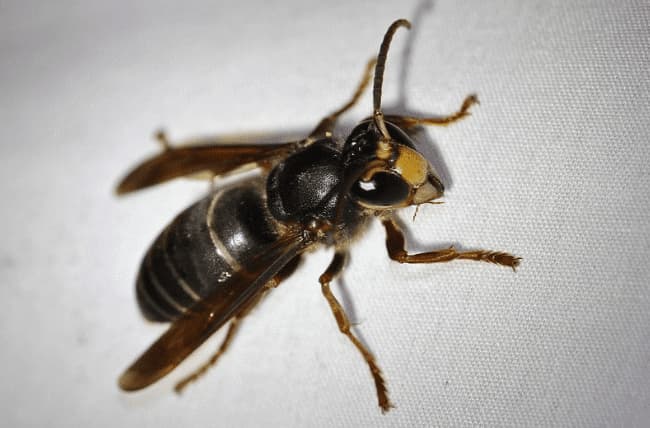 vespa luctuosa
