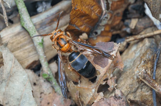vespa mocsaryana