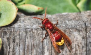 Disinfestazione vespe Asti