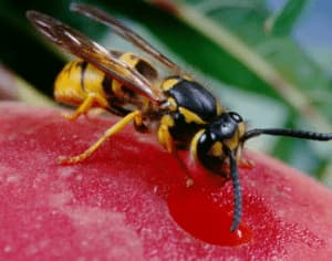 Disinfestazione vespe Monza