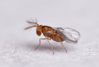 Scatto ravvicinato di un esemplare adulto di vespa trichogramma pretiosum