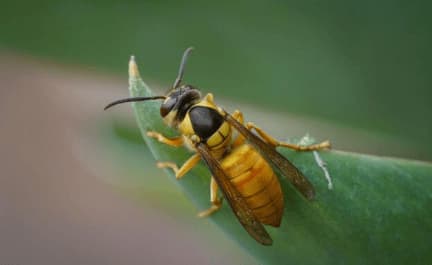 vespe bicolore