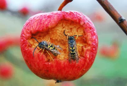 vespe cosa mangiano