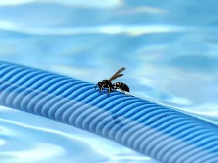 vespe in piscina