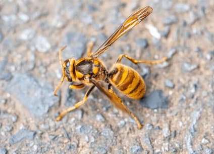 vespe simillima