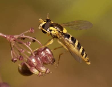 vespula acadica