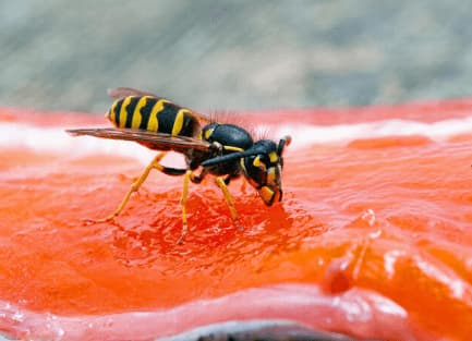 vespula alascensis