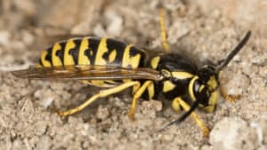 Disinfestazione vespe Viggiano