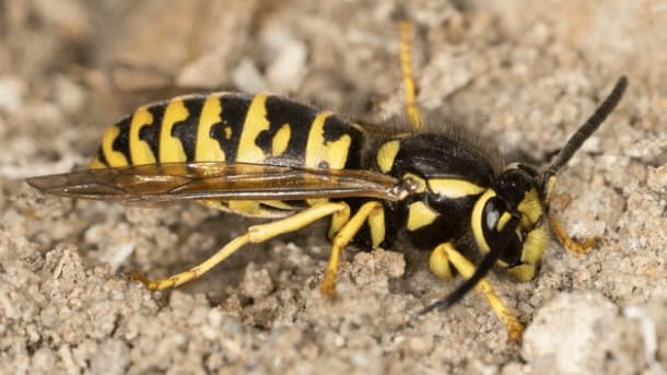 vespula atropilosa