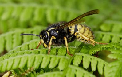 vespula austriaca