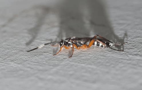 vespula consobrina