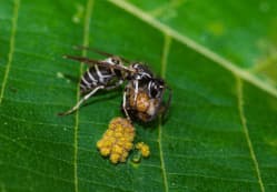 vespula flaviceps