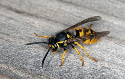 vespula germanica