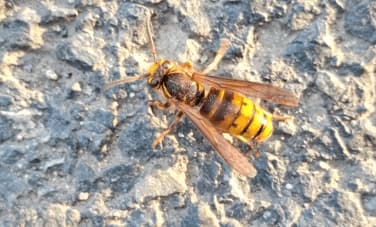 vespula koreensis