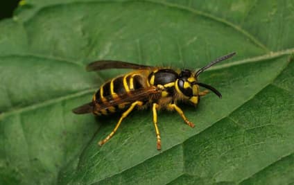 vespula maculifrons