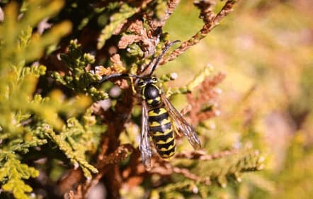 vespula pensylvanica