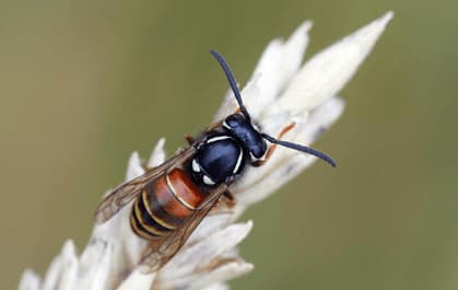 vespula rufa