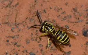 vespula squamosa