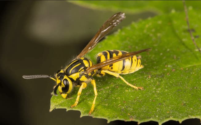 Scatto ravvicinato di un esemplare adulto di vespula sulphurea