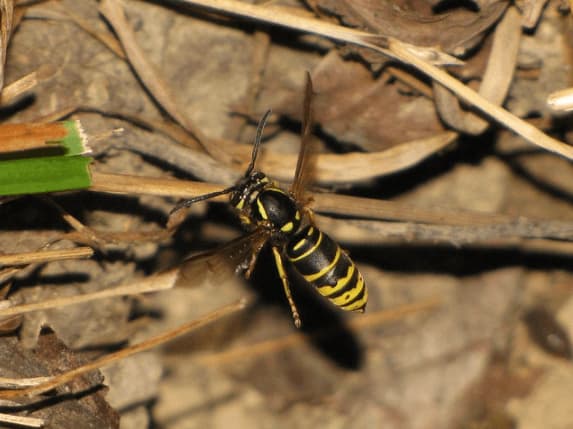 vespula vidua