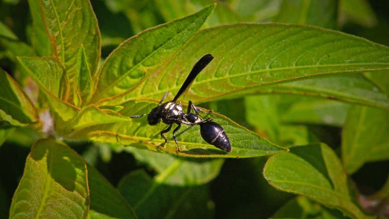 zethus spinipes