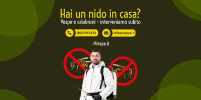 Disinfestazione vespe e calabroni a domicilio