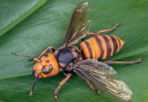 calabrone gigante asiatico