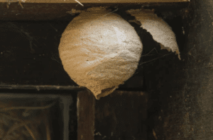 calabrone letargo