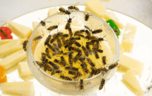 cosa mangiano le vespe