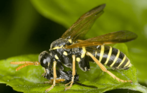 cosa mangiano le vespidae