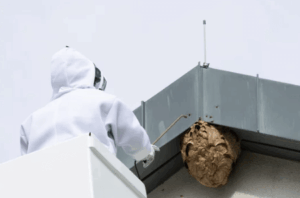 Disinfestazione vespe Monza