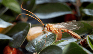femmina di ophion luteus
