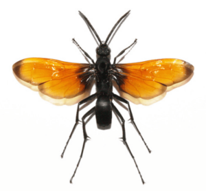 hemipepsis ustulata