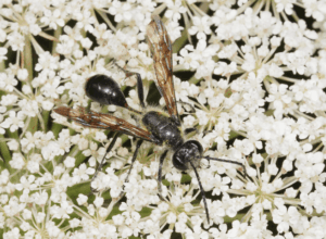 isodontia