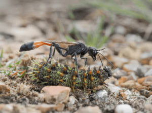 la ammophila sabulosa