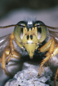 la bembix rostrata