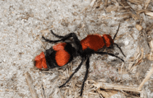 la dasymutilla occidentalis