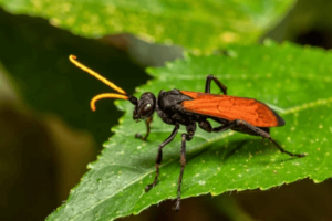 la hemipepsis ustulata