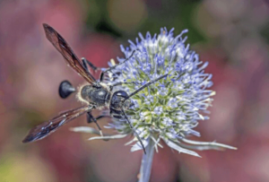 la isodontia mexicana