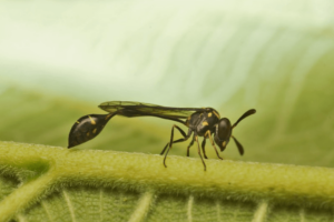 la stenogastrinae