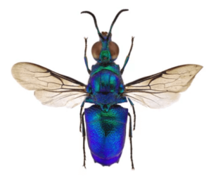 la stilbum cyanurum
