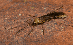 maschio di ophion luteus
